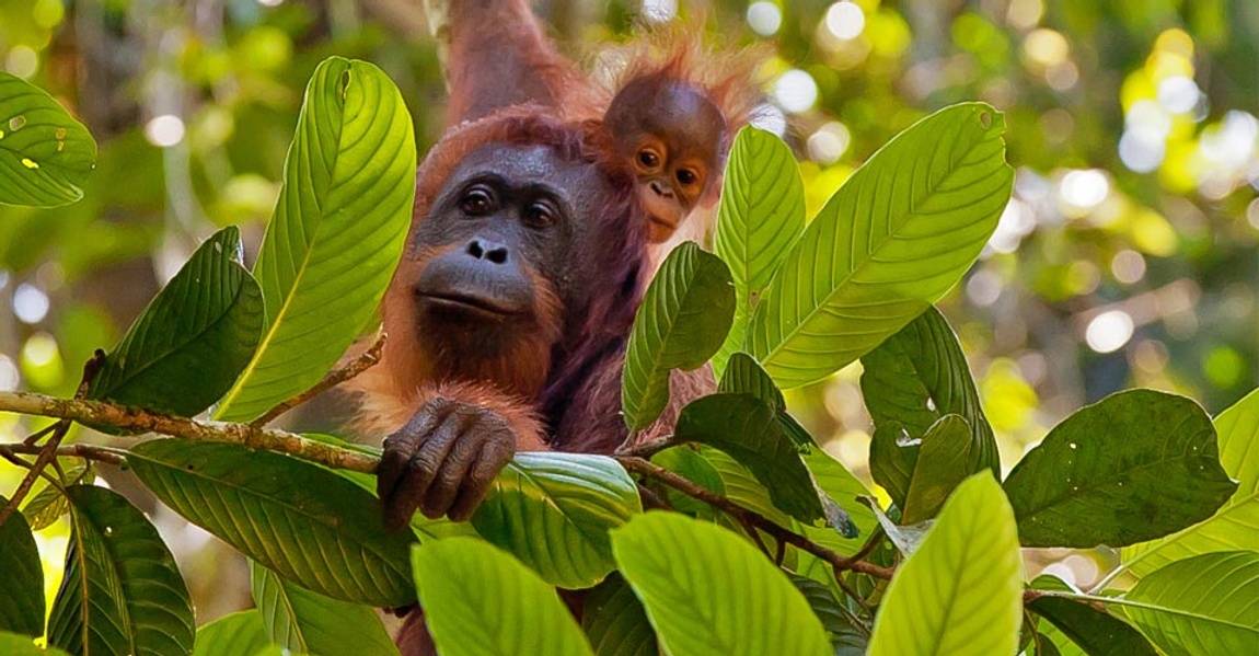 The Wilds of Borneo: Orangutans & Beyond 2026 | San Diego